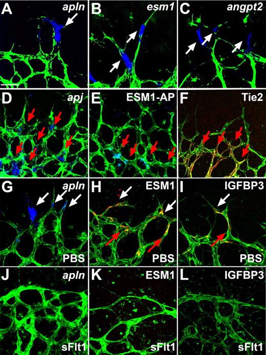 Figure 3. Tip cells express secreted molecules that bind to stalk cells and are regulated by VEGF. (A-C) Whole mount ISH revealed tip cell expression (white arrows) of apelin (APLN), ESM1, and ANGPT2 (blue). (D) Whole mount ISH revealed expression of apj in stalk cells (red arrows). (E) ESM-1-AP fusion protein binds to stalk cells (red arrows). (F) Tie2 was detectable by antibody staining in stalk cells (red arrows) but not in tip cells. (G-L) Compared with PBS control injection (G-I), sFlt injection (J-L) leads to a decrease in APLN, ESM-1, and IGFBP3 expression. Vessels were stained with IsolectinB4 (green). The pictures represent 1 of 3 independent experiments with similar results. Scale bar 50 μm. Images of antibody stainings were acquired on a Leica TCS SP5 confocal microscope using a 63×/1.4 NA objective. Images of ISH were acquired on an Olympus BX50 microscope using a 20×/0.05 NA objective and captured using a Coolsnap camera through IPLab software version 3.2.4. Vessels were visualized with IsolectinB4 directly conjugated to AlexaFluor488 and the ISH and alkaline phosphatase signal by brightfield microscopy. Single channels were converted to grayscale in Photoshop CS2 and merged in ImageJ (ISH in blue).