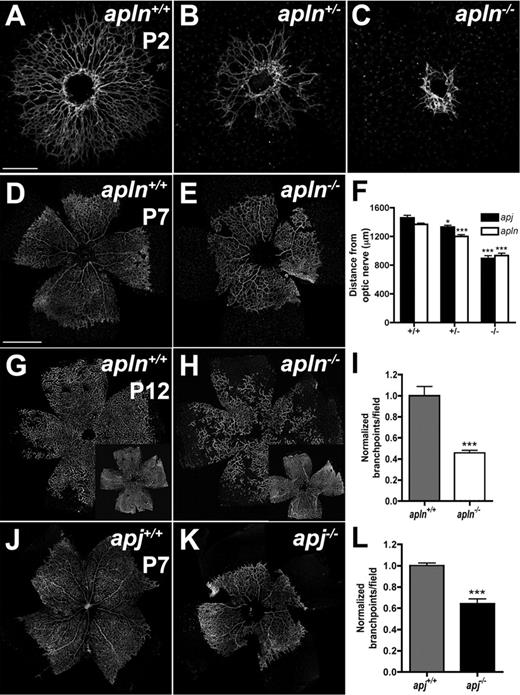 Figure 4. apln- and apj-deficient mice have impaired retinal vessel outgrowth. IsolectinB4 (green) staining visualizes the impaired retinal vessel outgrowth in APLN+/− and APLN−/− mice compared with wild-type mice at P2 (A-C) and P7 (D-E). (F) Quantification of vessel outgrowth in wild-type, APJ-, and apln-deficient mice at P7. (G-H) Vessel growth into deeper layers at P12 is delayed in apln−/− mice compared with wild-type mice. (J-K) Delay in vessel outgrowth in apj-deficient mice. (I,L) Quantification of branchpoints in APLN−/− and APJ−/− retinas compared with wild-type littermates, respectively. ***P < .001. *P < .05. Mann-Whitney test was used. n = 6 mice per group. Error bars indicate SEM. Scale bars indicate 300 μm (A-C); 600 μm (D,E,G,H,J,K). Images of antibody stainings were acquired on a Leica TCS SP5 confocal microscope using a 10×/0.3 NA objective.