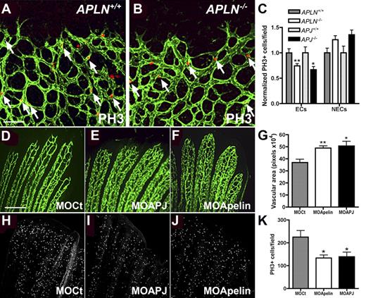 Figure 5. Endothelial cell proliferation is reduced in the absence of Apelin or APJ. (A-B) Whole mount immunohistochemistry for PH3 (red) on APLN+/+ and APLN−/− retinas counterstained with IsolectinB4 (green). Quantification in panel C shows that there are less PH3-positive ECs in APLN−/− and APJ−/− retinas compared with wild-type littermates. The number of PH3-positive cells in the non-ECs (NECs) is not significantly different from the wild-type. N = 7 mice for APLN+/+ and APLN−/− and N = 3 for APJ+/+ and APJ−/−. (D-K) apelin and apj (apj1A and B) were knocked down in zebrafish using specific morpholinos (MO). After 3 days of remodelling, the vascular area in the bony rays was quantified (G). (H-K) Quantification of PH3 positive ECs showed less ECs undergoing mitosis in the caudal fin electroporated with MOs against APLN and APJ. **P < .01. *P < .05. N = 4 experiments, 3 fish per group. Mann-Whitney test was used. Error bars indicate SEM. Scale bars indicate 80 μm (A-B) and 100 μm (D-F, H-J). Images of retinas were acquired on a Leica TCS SP5 confocal microscope using 10×/0.3 NA objective and images of zebrafish fins using a 10×/0.25 NA objective.