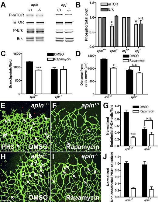 Figure 6. Apelin regulates retinal endothelial cell proliferation through the mTOR pathway. (A) Protein extracts from APLN- and APJ-deficient retinas were analyzed by Western blot for mTOR and ERK-phosphorylation. Total ERK and mTOR were used as loading controls. (B) Quantification of band intensities from Western blots (4 different protein extractions). The ratio of P-mTOR/total mTOR and P-Erk/total Erk in APLN+/+ and APJ+/+ was set at 1. (C) Quantification of the branch points in the retinal vasculature following rapamycin injection in wild-type or apln-deficient mice. (D) Quantification of the distance from the optic nerve following rapamycin injection in wild-type or apln-deficient mice. (E-J) PH3 staining (red) of the retina after rapamycin injection shows a decrease in proliferating ECs in wild-type mice, whereas the APLN−/− ECs are not further affected. Vessels were stained with isolectinB4 (green). The number of PH3 stained NECs is decreased in both wild-type and APLN−/− mice. ***P < .001. *P < .05. Mann-Whitney test was used. Error bars indicate SEM. Scale bar indicates 80 μm. Images of antibody stainings were acquired on a Leica TCS SP5 confocal microscope using a 20×/0.7 NA objective.