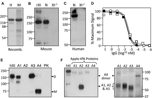 Figure 1. Binding properties of 14E11. (A) Coomassie blue–stained 10% polyacrylamide gel of human (H) and mouse (M) recombinant fXI. (B-C) Western blots of nonreducing 10% polyacrylamide gels of mouse (B) and human (C) normal (N) and fXI-deficient (XI−/−) plasmas, using biotinylated-14E11 for detection. rXI in panel B indicates recombinant mouse fXI control. (D) Binding of biotinylated-14E11 to immobilized mouse fXI (○), human fXI (●), or human fXIa (□), as described in “Methods.” (E) Western blot of nonreducing 10% polyacrylamide gel of human fXI (hXI), human prekallikrein (PK), and human fXI in which the A1, A2, A3, or A4 domain has been replaced with the corresponding domain from PK. Position for fXI dimer is indicated to the right by “D,” and for monomeric PK by “M.” Note fXI with the PK A4 domain is a monomer because A4 mediates fXI dimer formation. (F) Western blot (left panel) of a nonreducing 10% polyacrylamide gel of human fXI (hXI) and individual human fXI apple domains linked to tPA. The right panel is a stained gel showing the recombinant apple domain-tPA chimeras. Note the A4 chimera forms a dimer. For panels A-C and E, positions of molecular mass standards in kDa are at the left of the figures, and for panel F at the right.