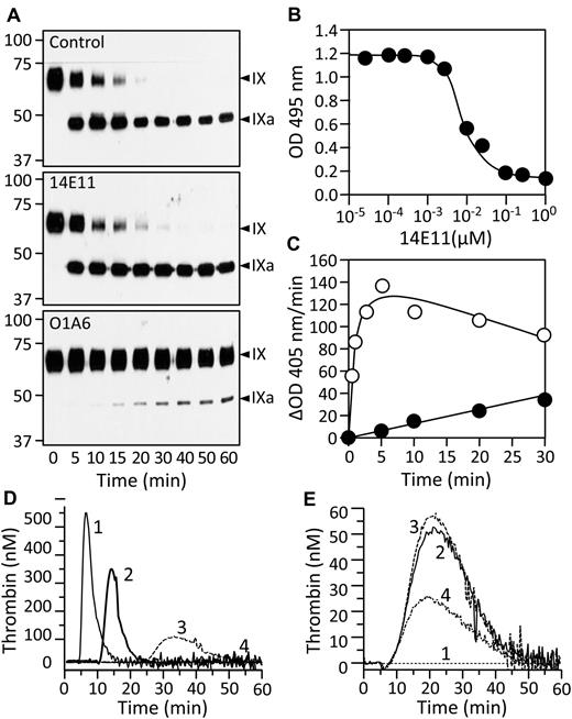 Figure 3. Activities of antibody 14E11. (A) Nonreducing Western blots showing fIX (100nM) activation by fXIa (1nM) in the presence of control vehicle (top), 200nM 14E11 (middle), or 200nM O1A6 (bottom). Blots were developed with a polyclonal anti-human fIX IgG. Arrows to the right of each blot indicate zymogen fIX (IX) and fIXaβ (IXa). Time of incubation in minutes is shown at the bottom, and positions of molecular mass standards are at the left of the figure. (B) Competition binding assay in which biotinylated fXI is allowed to bind to immobilized HK in the presence of 14E11 (10−5 to 100μM). Bound fXI was detected with strepavidin-HRP, as described in “Methods.” Each symbol is the average of results for duplicate experiments. (C) Factor XI (85nM) was activated by fXIIa (17nM) in the presence of HK (70nM and kaolin (0.5 mg/mL) in the presence (●) or absence (○) of 300nM 14E11. At various time points, samples were removed from the reaction into CTI, and fXIa generated was determined with a chromogenic substrate, as described in “Methods.” Each symbol is the average of results for duplicate experiments. (D) Thrombin generation in fXII deficient plasma initiated by addition of Ca2+ and fXIIa (10nM curves 1 and 3, or 1nM curves 2 and 4) in the absence (curves 1 and 2) or presence (curves 3 and 4) of 300nM 14E11. (E) Thrombin generation in fXII deficient plasma initiated by addition of Ca2+ in the absence (curve 1) or presence (curvess 2, 3, and 4) of tissue factor (0.23pM). Reaction for curves 2, 3, and 4 included control vehicle, 300nM 14E11, or 300nM O1A6, respectively.