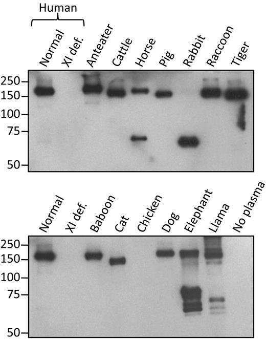 Figure 4. 14E11 immunoprecipitates of fXI from mammalian plasmas. Western blots of nonreducing 7.5% polyacrylamide gels of fXI from mammal plasmas immunoprecipitated with 14E11 linked to agarose beads. The primary detection antibody was biotinylated-14E11. Positions of molecular mass standards are shown on the left.