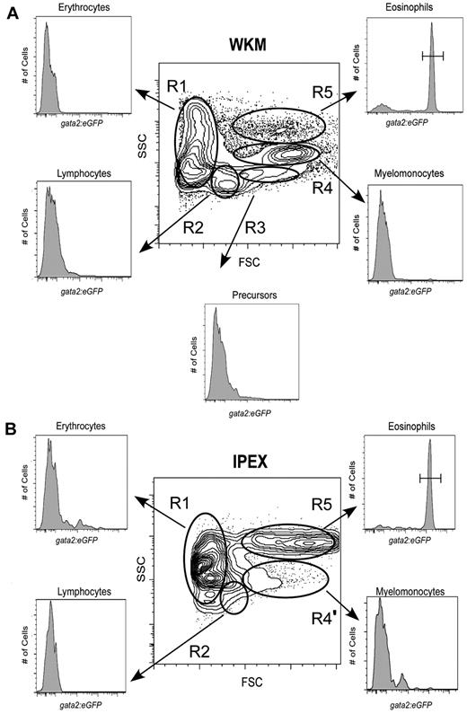 Figure 1. Analysis of hematopoietic cells from gata2eGFP transgenic fish by flow cytometry. Contour plots show the regional separation of major blood cell lineages by their light-scatter characteristics: FSCloSSCint-hi (R1, erythroid gate), FSCintSSClo (R2, lymphoid gate), FSChiSSClo (R3, precursor gate), FSChiSSCint (R4, myeloid gate), and FSChiSSChi (R5, eosinophil gate). Histograms indicate the abundance of GFP+ cells in each gate. (A) A representative scatter profile for WKM. Cells within each gate were quantified using the mean ± SD: R1, 37% ± 8.1%; R2, 17% ± 3.95%; R3, 6% ± 1.4%; R4, 24% ± 6.9%; and R5, 3% ± 1.3%. gata2hi cells were only present in the R5 gate: 74% ± 10%; n = 26. (B) A representative scatter profile for IPEX: R1, 9% ± 4.9%; R2, 10% ± 5.2%; R4', 7% ± 2.4%; and R5, 46% ± 18%. gata2hi cells were only present in the R5 gate: 91% ± 9.5%; n = 16.