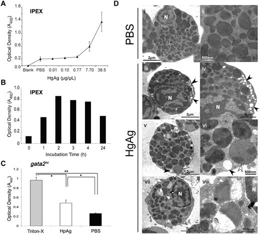 Figure 4. gata2hi eosinophils degranulate in response to H polygyrus helminth extracts. (A) IPEX from 3 WT fish was cultured in media containing either HpAg over a concentration gradient or in PBS alone for 4 hours. Cell-free supernatants were collected and assayed for peroxidase activity using the OPD assay. An average of the optical density (A492) for each dose was taken from 3 independent experiments. Error bars represent SD. (B) Time course of degranulation as measured by OPD assay. IPEX was cultured in media with 10 μg HpAg; then cell-free supernatants were assayed for degranulation. (C) Purified gata2hi cells (∼ 5 × 104) from IPEX were lysed with 0.2% Triton-X or cultured for 2 hours in media with either 10 μg of HpAg or PBS. Cell-free supernatants were then collected and assayed for peroxidase activity using the OPD assay. Bars represent the mean optical density (A492) measured from 3 independent experiments with SD. *P < .05. **P < .001. (D) TEM photomicrographs show purified gata2hi cells (∼ 2.5 × 105) cultured for 2 hours in media with either 12 μg of HpAg (iii-viii) or PBS (i-ii). Note heterogeneous populations of granules that display a range of electron lucency; granules are completely lucent (black arrowheads), marbled (white arrowheads), or variegated (white arrows). Electron-lucent granules were localized along cell peripheries (iii-vi). N indicates nucleus. Images are representative of 2 independent experiments.