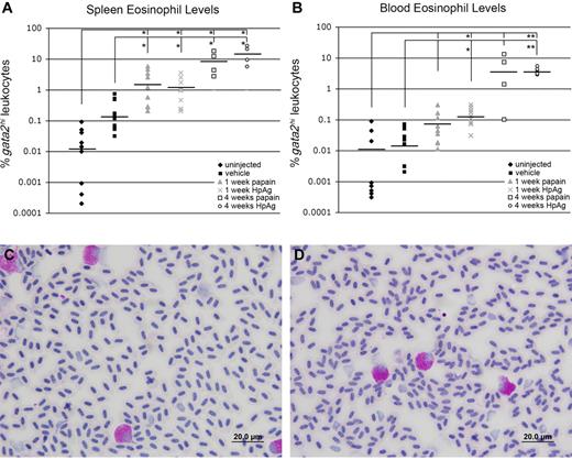 Figure 5. Sustained exposure to papain or H polygyrus extract induces splenic and peripheral blood eosinophilia. (A) Spleens and (B) blood from treated and untreated adult gata2:eGFP+ zebrafish were analyzed for gata2hi leukocyte levels by FACS. Treated groups were injected weekly with papain or HpAg emulsified in IFA and tissues collected after one or 4 weeks. Control animals were either mock treated or uninjected. Bars represent means. *P < .05. **P < .001. Blood smears from fish immunized for 4 weeks with papain (C) or HpAg (D) showed elevated frequencies of PAS+ eosinophils. Images in panels C and D were acquired on an Olympus DP70 microscope with a 100× oil objective stained with PAS and hematoxylin. Images were collected with an Olympus DP Controller Version 2.1.1.183 and processed with Adobe Photoshop CS.