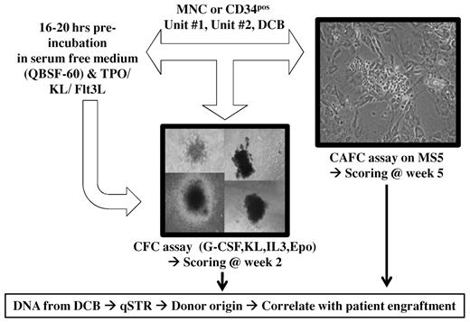 Figure 1. Methodology of in vitro assays. MNCs or CD34+ cells from each unit alone and in DCB combination were plated in methylcellulose and on MS5 stroma for CFC and CAFC assays, respectively. CFC assay was also performed after overnight incubation with thrombopoietin (TPO), kit ligand (KL), and Fms-like tyrosine kinase 3 ligand (Flt3L). CFC and CAFC were harvested from DCB cocultures for DNA extraction and quantitative PCR of short tandem repeats to establish donor origin. (Bottom left photograph) Composite of 4 images taken from the CFC experiments. Photomicrograph taken with Nikon Eclipse Ti-S microscope; objectives: 4× for CFC scoring, 10× and 20× for CAFC scoring. A Spot camera (Diagnostic Instruments) with Spot Version 4.0.2 software was used.