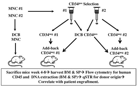 Figure 2. Methodology of murine experiments. NSG mice were sublethally irradiated and transplanted by tail vein injection.