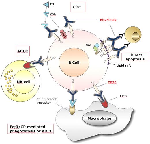 Figure 1. Mechanisms of rituximab-mediated cell death. Rituximab coated B cells are killed by at least 4 different mechanisms. (A) Binding of rituximab to CD20 on B cell surface causes activation of the complement cascade, which generates the membrane attack complex (MAC) that can directly induce B-cell lysis by complement-mediated cytotoxicity (CDC). (B) Binding of rituximab allows interaction with NK cells via Fc receptors III (FcRIII), which leads to antibody-dependent cell-mediated cytotoxicity (ADCC). (C) The Fc portion of rituximab and the deposited complement fragments allow for recognition by both FcR and complement receptors on macrophages, which lead to phagocytosis and ADCC. (D) The crosslinking of several molecules of rituximab and CD20 in the lipid raft determine the interaction of these complexes with elements of a signaling pathway involving Src kinases that mediate direct apoptosis.
