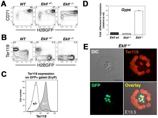 Figure 2. Haploinsufficiency of Eklf results in the absence of Ter119 in the primitive but not the definitive erythroid lineage. (A) FACS analysis of CD71 expression on WT, Eklf+/−, and Eklf−/− embryos. CD71 is expressed on the Eklf mutant EryP, though at modestly reduced levels (approximately 4-fold) on null mutant cells. (B) Eklf dose-dependent expression of Ter119 on E14.5 EryP. WT GFP+ cells (EryP) expressed Ter119 at higher levels than WT GFP− cells (EryD). In contrast, deletion of one allele of Eklf results in loss of expression of Ter119 on GFP+ EryP but not on the GFP− EryD. Ter119 is absent from any of the null mutant cells. (C) Representative FACS histogram of Ter119 fluorescence intensity on GFP+ EryP from Eklf WT or Eklf+/− PB, gated from samples in panel B. Expression of Ter119 on the surface of Eklf heterozygous cells was greatly reduced, compared with WT EryP. (D) Expression of Glycophorin A (Gypa) in E13.5 Eklf+/+, Eklf+/−, and Eklf−/− EryP/H2B-GFP as measured using real-time RT-PCR. mRNA expression was normalized using 18S RNA as a control and was then normalized again, setting WT Eklf levels at 1.0. (E) Ter119 staining of PB cells from E13.5 ϵ-globin:H2B-GFP; Eklf+/− embryos. Cells were cytospun onto glass slides, fixed, and permeabilized before immunostaining. No Ter119 reactivity was detected in EryP (green fluorescent nuclei) compared with the smaller Ter119+ enucleated definitive erythrocytes. Images were acquired using a Zeiss AxioCam camera mounted on a Zeiss Axioplan 2 microscope outfitted with a 63×/Plan neofluar/1.25 NA oil objective. Scale bar, 20 μm.