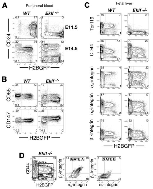 Figure 3. Aberrant surface protein expression on Eklf-null mutant EryP. (A) CD24 is not expressed on Eklf−/− EryP at E11.5 (top panel). By E14.5, a subpopulation of EryP/H2B-GFP have activated expression of CD24 to levels seen on EryD, while the remaining EryP/H2B-GFP fail to express CD24. (B) CD55 was modestly down-regulated on Eklf-null mutant EryP, while CD147 was moderately up-regulated. (C) FACS analysis of FL cells isolated from WT and Eklf mutant embryos. In comparison with the uniform levels of expression of α4, α5, and β1 integrins and CD44 on WT EryP/H2B-GFP, heterogeneous expression was seen on Eklf mutant EryP. (D) EryP/H2B-GFP Eklf−/− FL cells from panel C were gated according to CD44 surface expression (gate A, expressed; gate B, not expressed). The corresponding levels of integrins α5 and β1 are shown.