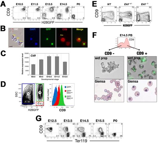Figure 5. CD9 surface expression identifies circulating nucleated primitive erythroid cells. (A) The tetraspanin CD9 is expressed on circulating EryP/H2B-GFP. (B) Immunocytochemical staining of PB from 13.5 embryos using anti-CD9. (C) Expression of Cd9 in EryP throughout development. GFP+ cells were sorted from E8.5-12.5 embryos and real-time RT-PCR analysis of Cd9 mRNA expression performed. (D) CD9 is redistributed onto expelled EryP nuclei. Side scatter (SSC) and GFP can be used to identify 3 populations: SSC(high) GFP+ EryP (green), SSC(low) GFP+ free nuclei (red) and SSC(low) GFP− enucleated cells (blue) (left panel). CD9 expression on each population is shown (right panel). CD9 is present on nucleated EryP and at lower levels on free nuclei; it is not expressed on enucleated EryD. (E) CD9 expression is altered by loss of Eklf. While all E13.5 WT and heterozygous EryP express CD9, Eklf-null GFP+ cells show more heterogeneous CD9 expression, with a CD9-negative population. (F) Nucleated EryP can be isolated on the basis of CD9 expression. CD9+ and CD9− cells were sorted from E14.5 blood. Both wet preparations (middle panels) and Giemsa stains (bottom panels) clearly document that the CD9+ cells are EryP. (G) Developmental progression of CD9 expression on circulating WT erythroid cells. CD9 is expressed on EryP but not on definitive erythroid cells. Images were captured in AxioVision using a Zeiss AxioCam camera mounted on a Zeiss Axioplan 2 microscope and outfitted with a 63×/Plan neofluar/1.25 NA oil objective (B) or a Zeiss Axiovert 25 inverted microscope outfitted with a 32×/LD-A-Plan/0.3 NA objective (F). Scale bars, 10 μm.