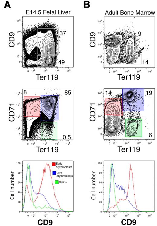 Figure 6. CD9 is expressed on definitive erythroblasts in the FL and BM. CD9 expression was measured on Ter119+ cells from E14.5 FL (A, top panel) or adult BM (B, top panel) using analytical flow cytometry. Approximately 40% of Ter119+ cells from both tissues express CD9. (Middle panels) The developmental progression of erythroid cells from FL or adult BM was identified using CD71 and Ter119 surface expression. (Bottom panels) CD9 was present on most CD71+;Ter119− (immature) erythroid cells (red), was down-regulated on CD71+;Ter119+ erythroblasts (blue), and was absent from mature CD71−;Ter119+ reticulocytes and erythrocytes (green) from both FL and adult BM.