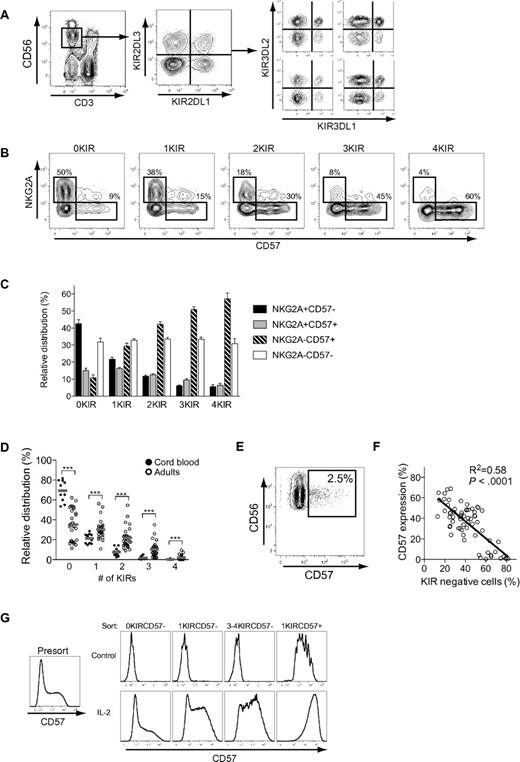 Figure 2. Expression patterns of NKG2A, CD57, and KIRs on CD56dim NK cells. (A) Identification of NK cells and representative stainings for expression of the 4 major inhibitory KIRs. (B) Representative staining for expression of CD57 and NKG2A on NK-cell subsets defined by expression of 0, 1, 2, 3, or 4 KIRs. (C) Relative distribution of CD57- and NKG2A-expressing cells within NK-cell subsets defined by expression of 0, 1, 2, 3, or 4 KIRs on CD56dim NK cells from 38 individuals homozygous for the group A KIR haplotype (n = 38; mean ± SEM). (D) Frequencies of NK cells from adult individuals (n = 29) and cord blood (n = 11) expressing 0-4 KIRs (***P < .001; mean). (E) Representative staining of CD57 on NK cells from one cord blood specimen. (F) Correlation between frequency of KIR-negative NK cells and expression of CD57 (n = 66). (G) NK cells were FACS sorted based on expression of CD57 and KIRs into the indicated subsets, stimulated for 5 days with IL-2, and then assessed for the expression of CD57 (n = 6; one representative example is shown).