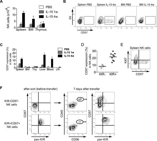 Figure 3. Differentiation of NK cells in BALB/c Rag2−/−γcR−/− mice. (A) NK-cell number in different organs from humanized mice that have received PBS, or human IL-15 + human IL-15Rα-Fc intraperitoneally weekly for 1 or 4 weeks (w), as determined by flow cytometry (n = 3 per group; mean ± SEM) (see supplemental Figure 2 for gating algorithm used to identify human NK cells), BM (bone marrow). (B) Representative staining for CD57 on gated human NK cells from the indicated organs of PBS- or IL-15–treated mice at the indicated time point (4 weeks). (C) Frequency of CD57 expression on gated human NK cells in the indicated organs of PBS- or IL-15–treated mice at 1 and 4 weeks (n = 3 per group; mean ± SEM), Thy (thymus), LN (lymph nodes). (D) Frequency of CD57 expression within subsets of KIR− and KIR+ human NK cells from spleens of mice treated with IL-15 for 4 weeks (n = 3 KIR−, 9 KIR+; mean). (E) Representative staining for Ki67 and CD57 on gated human splenic NK cells from mice treated with IL-15 for 4 weeks. (F) The indicated subsets were sorted and transferred into irradiated BALB/c Rag2−/−γcR−/− mice. Shown are recovered NK cells at day +7 following 2 rounds of IL-15/IL-15Rα stimulation. One representative experiment of 2 is shown (n = 3 per group).