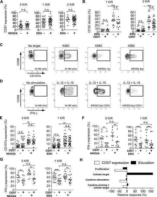 Figure 6. CD56dim NK-cell differentiation and education are uncoupled events. (A) Expression of CD57 on KIR−NKG2A+/− (left), singleKIR+NKG2A− educated or uneducated (middle) CD56dim NK-cell subsets, and NKG2A− subsets coexpressing 2 KIRs (right) (n = 28 left, 27 and 48 middle, 9 and 54 right; n.s., not significant; mean). (B) CFSE dilution in singleKIR+CD57+/− educated and uneducated NK-cell subsets (left) and CD57+/− subsets coexpressing 2 KIRs (right) after 5 days of IL-2 stimulation (n = 13 and 14 left, 20 and 45 right; ***P < .001; mean). (C) Representative example of an HLA C1/C1 homozygous donor showing CD107a expression of uneducated (KIR2DL1) and educated (KIR2DL3) after coculture with K562 cells for 6 hours. (D) Representative example of an HLA C1/C1 homozygous donor showing IFN-γ expression after 24 hours of stimulation with IL-12 + IL-15 of the indicated subsets. (E) Degranulation (CD107a expression) in KIR−NKG2A+/−CD57+/− (left) and singleKIR+NKG2A−CD57+/− educated and uneducated CD56dim NK-cell subsets after coculture with K562 cells for 6 hours (n = 26 left, 37 and 34 right; n.s., not significant; ** P < .01; mean). (F) Expression of IFN-γ in KIR−NKG2A+/−CD57+/− (left) and singleKIR+NKG2A−CD57+/− educated and uneducated CD56dim NK-cell subsets after 24 hours of stimulation with IL-12 + IL-15 (n = 10 left, 12 and 14 right; n.s., not significant; ** P < .01, *** P < .001; mean). (G) Expression of IFN-γ in KIR−NKG2A+/−CD57+/− (left) and singleKIR+NKG2A−CD57+/− educated and uneducated CD56dim NK-cell subsets after 18 hours of priming with IL-12 + IL-15 and 6 hours of coculture with K562 cells (n = 10 left, 15 right; **P < .01, ***P < .001; mean). (H) Relative contribution of CD57 and education to detected responses after stimulation with IL-2 for proliferation, K562 cells for degranulation, IL-12 + IL-15 for IFN-γ production, and IL-12 + 15 priming, followed by coculture with K562 cells for IFN-γ production (mean).