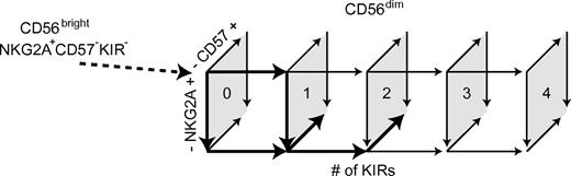 Figure 7. Schematic model of CD56dim NK-cell differentiation. Numbers within the quadrates show the number of expressed KIRs. Arrows in boldface indicate major routes for differentiation.