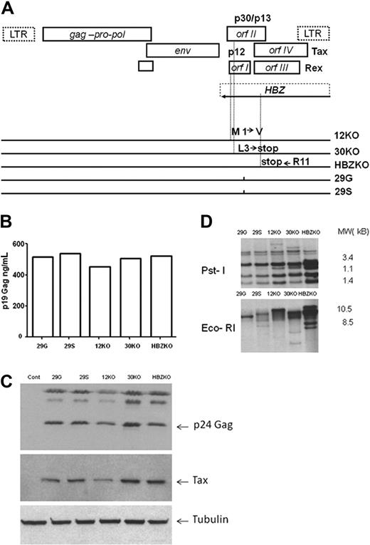 Figure 1. Strategy for the ablation of p12, p30, and HBZ and characterization of the mutant viruses and cell lines. (A) Genetic organization of the HTLV-1 provirus genome and schematic representation of the overlapping orf I-IV (top). Amino acid changes in the mutant molecular clones (bottom). LTR indicates long terminal repeat. (B) Level of p19 Gag produced in the supernatants of the 729 B cell–infected cell lines measured by enzyme-linked immunoabsorbent assay. (C) Western blot analysis of the cell lysates from the 729 B-cell lines infected with the HTLV-1 mutant viruses with the use of antibodies to p24 Gag and to Tax. An antibody to tubulin was used as a control for equal loading of proteins. (D) Southern blot analysis of genomic DNA from the infected 729 B-cell lines. The numbers on the right represent the migration of the molecular weight (MW) marker.