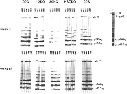Figure 3. Detection of HTLV-1 antigens by the sera of the infected rabbits. Sera from each rabbit infected with the HTLV-1 molecular clones were collected at weeks 0, 5, and 15 and reacted with Western blot strips carrying HTLV-1 antigens. All sera were negative in Western blot at week 0 (data not shown) but reacted with the p24 and p19 Gag proteins by weeks 5 and 15 from infection. The rgp46 refers to the recombinant peptide from the HTLV envelope protein; ns stands for a nonspecific HTLV-1 protein.