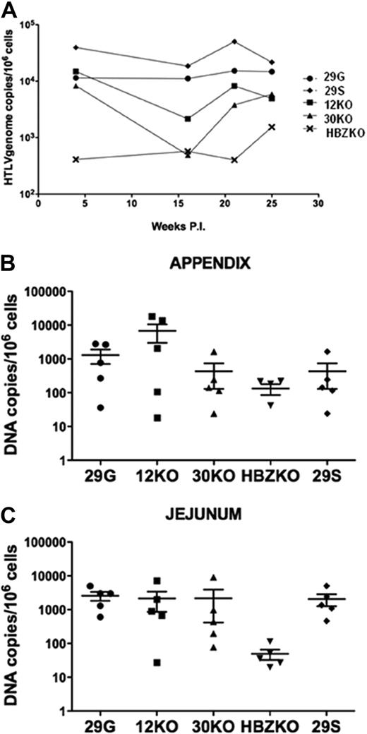 Figure 4. Virus level in the blood and tissues of the infected rabbits. Copies of HTLV-1 viral DNA per million of mononuclear cells in the blood of all infected animals overtime expresses as average (A) or presented for each animal at the time of killing in the appendix (B) and jejunum (C). The horizontal bars represent the average values. The statistical analysis of the data in blood was performed with the repeated measures of variance of the log-transformed copy numbers, and the P values for pairwise differences at each week were corrected by the Hochberg method.