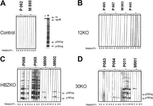 Figure 5. Detection of HTLV-1 antigens by the sera of the infected macaques. Sera from each macaque exposed to the HTLV-1 molecular clones were collected at weeks 0, 2, 4, 8, and 11 and reacted with Western blot strips carrying HTLV-1 antigens. Macaque P062 and M985, which were exposed only to uninfected 729 B cells as control, did not seroconvert (A). None of the 12KO-inoculated macaques seroconverted to HTLV-1 antigens (B). All animals inoculated with the HBZKO either fully seroconverted (animals P068 and P069) or partially seroconverted (PM902 and M900) to HTLV-1 antigens (C); full seroconversion was observed only in animal P0011 inoculated with the 30KO virus (D).