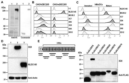 Figure 1. Generation of human anti-hDEC205 monoclonal antibodies. (A) Expression of soluble human DEC205-human IgG1 Fc (V5.hDEC205/hIgG1Fc) fusion protein. Left: CHO cells, transfected with control plasmid (lane 1) and V5.hDEC205/hIgG1Fc (lane 2), were lysed and analyzed by Western blotting with anti-V5 antibody. Right: purified human IgG1 Fc alone (lane 1) or V5.hDEC205/hIgG1Fc fusion proteins (lane 2) produced by transfected CHO cells were analyzed on SDS-PAGE and stained by Coomassie blue. (B) FACS labeling of CHO/hDEC205 and CHO/mDEC205 cells and (C) human MoDCs stained at 1 μg/mL with human anti-hDEC205 mAbs, as well as the previously described NLDC145 rat anti-mDEC205 and MG38.2 mouse anti-hDEC205. The MoDCs were treated with/without LPS (100 ng/mL) to generate mature and immature DCs. (D) Lysates from CHO/Neo (lane 1), CHO/hDEC205 (lane 2), and CHO/mDEC205 (lane 3) cells were analyzed by Western blotting with mAbs 3G9 anti-hDEC205, NLDC145 anti-mDEC205, and anti-actin. (E) A series of deletion constructs in the extracellular domain of human DEC205 were generated (left, underlines), each with a FLAG tag, and each FLAG-tagged deletion construct was expressed in 293T cells. To map the 3G9 epitope on DEC205, each cell lysate was analyzed by Western blotting with mAbs 3G9 and L5 anti-FLAG.