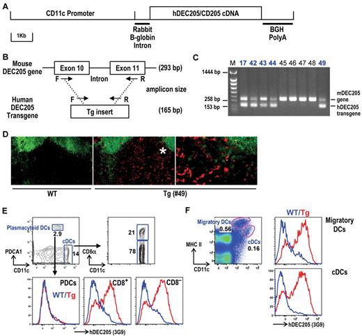 Figure 2. Generation of hDEC205 transgenic mice. (A) Schematic of a linearized CD11c promoter-hDEC205 transgene. (B) PCR genotyping strategy for hDEC205 Tg mice, where a set of primers was selected for conserved sequences between mouse and human DEC205. The shorter (165 bp) PCR amplicon is generated from the hDEC205 intronless transgene and the longer (293 bp) from the mouse DEC205 gene. Arrows indicate the positions of F (forward) and R (reverse) primers. (C) A representative gel of 5 hDEC205 Tg founders after PCR of genomic DNA from newborn Tg mouse tails. M is for a lane loaded with molecular weight markers, and bold numbers (17, 42, 43, 44, and 49) indicate the lanes with samples from founder mice carrying the transgene. (D) Localization of hDEC205 in lymph nodes of hDEC205 Tg no. 49 and wild-type mice was visualized by immunohistochemistry. Acetone-fixed cryostat sections of subcutaneous lymph nodes were stained with 3G9 mAb, followed by secondary PE-conjugated antihuman IgG, and FITC-anti-B220 to discriminate B and T areas. Images were taken 200× magnification, but the region with the asterisk (*) is magnified 400× on the right using a Molecular Devices OlympusAX70 deconvolution microscope (Olympus) running METAMORPH Meta Imaging 3.0 (Universal Imaging Corporaration). (E) Expression of hDEC205 in the spleen of wild-type and hDEC205 Tg no. 49 mice. Lymphocyte lineage (CD3, CD19, and DX5) negative cells were surface stained with antibodies for hDEC205 (3G9-Alexa647), CD11c, CD8α, and PDCA1 to monitor hDEC205 expression in PDCs (PDCA1+), and cDCs (CD11c+ and CD8+ or CD8−). (F) Skin-draining lymph node cell suspension from wild-type and hDEC205 Tg no. 49 mice were stained with mAbs for hDEC205 (3G9-A647), CD11c, and MHC II to detect hDEC205 in migratory DCs and cDCs. In histograms, blue is for wild-type (WT) and red for hDEC205 Tg mice (Tg; E-F).
