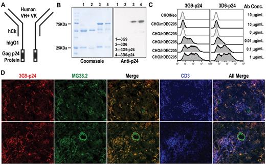 Figure 4. Expression and binding of hybrid anti-hDEC205-HIV Gag p24 fusion mAbs. (A) Schematic view of engineered mAb fused with HIV Gag p24. (B) Purified anti-hDEC205 mAbs 3D6 and 3G9 and their p24-fused hybrid mAbs were separated on 10% SDS-PAGE and stained with Coomassie blue (left) and blotted with anti-HIV Gag p24 antibodies (right). (C) Binding of hybrid mAbs to CHO/hDEC205, CHO/mDEC205, and control CHO/Neo cells using graded doses of purified recombinant p24-fused mAbs, followed by anti-hIgG-PE. (D) Detection of hDEC205 in normal human spleen sections after costaining with biotinylated 3G9-p24 (Alexa 555, red), MG38.2 mouse anti-hDEC205 (Alexa 488, green), and anti-hCD3 (APC, blue) to mark the T-cell areas. Images were taken 200× magnification using a Molecular Devices OlympusAX70 deconvolution microscope running METAMORPH Meta Imaging 3.0