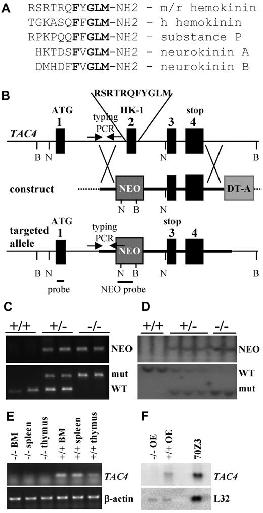 Figure 1. Generation of TAC4−/− mice. (A) Comparison of amino acid sequences of mouse/rat (m/r) HK-1, human (h) HK-1, SP, NKA, and NKB. The tachykinin motif FXGLM is indicated in bold type. (B) Targeted mutagenesis of the TAC4 gene. The map shows the WT locus, the construct, and the targeted allele after homologous recombination. Exons are represented as black boxes. Markers NEO and DT-A are shown as gray boxes. DNA probes for Southern hybridization and primers used for PCR typing (arrows) are indicated. Restriction enzymes used for Southern blot analysis are BglI (B) and NcoI (N). (C) Two TAC4+/+, 2 heterozygote (+/−), and 2 TAC4−/− mice were typed by PCR analysis for the presence of NEO as well as the WT and/or mutant band of TAC4. (D) Two TAC4+/+, 3 heterozygote (+/−), and 2 TAC4−/− mice were typed by Southern blot analysis for the presence of NEO as well as the WT and/or mutant band of TAC4. (E) RT-PCR analysis for TAC4 mRNA expression in bone marrow (BM), spleen, and thymus of a TAC4−/− and TAC4+/+ mouse. β-actin was used to confirm the presence of equal amounts of cDNA. (F) Northern blot analysis for TAC4 mRNA in the olfactory epithelium (OE) of a TAC4−/− and TAC4+/+ mouse. A total of 15 μg of total RNA was loaded per lane. 70Z/3 RNA was used as a positive control for TAC4 expression. L32 was used to assure equal loading of the gel.