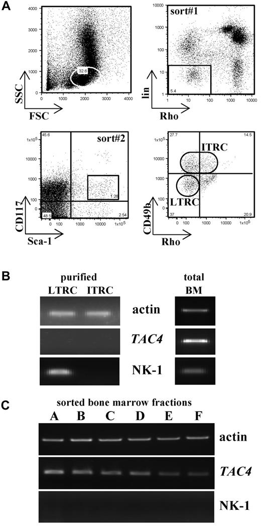 Figure 5. Properties of LTRCs and ITRCs. (A) Bone marrow cells were enriched first for Rho123−/lowB220−CD3− cells (sort 1) and then sorted for Sca-1+CD117+ cells (sort 2). Sca-1+CD117+ cells were further purified based on the expression of CD49b. Sorted LTRCs are Sca-1+CD117+lin−Rho−CD49b−/low, and sorted ITRCs are Sca-1+CD117+lin−Rho−/lowCD49b+/intermediate. The example given shows a cell sort of WT bone marrow. (B) LTRCs and ITRCs purified from WT bone marrow were analyzed for their expression of TAC4 and NK-1 receptor by global RT-PCR. Total bone marrow cDNA was used as a positive control. β-actin was used to confirm the presence of equal amounts of cDNA. (C) Bone marrow “fractions A-F” were analyzed for their expression of TAC4 and NK-1 receptor mRNA. For B cell “fractions A-F,” bone marrow from 10 mice was pooled and stained with antibodies used to distinguish B-cell fractions. Enrichment was carried out in 2 independent sorts. In the first sort, B220+CD43+ live cells were gated and subsequently sorted for HSA−BP.1− (fraction A), HSA+BP.1− (fraction B), or HSA+BP.1+ (fraction C) populations. In the second sort, B220+CD43− cells were gated and sorted for IgM−IgD− (fraction D), IgM+IgD− (fraction E), or IgM+IgD+ (fraction F) populations.