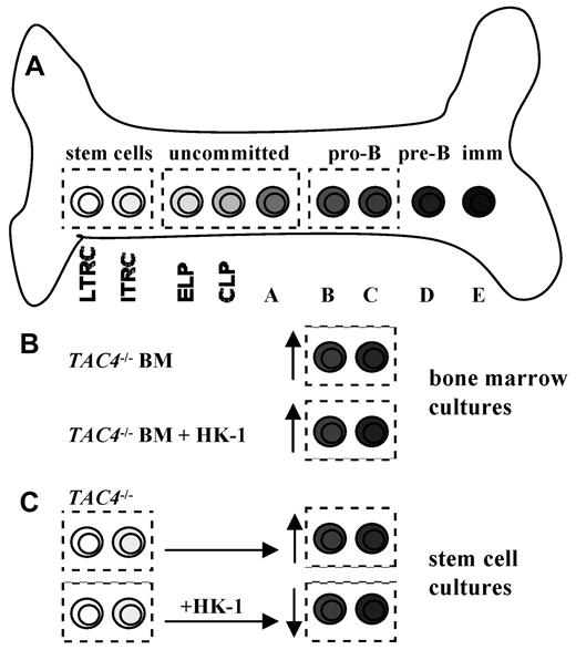 Figure 7. B-cell development and proposed model of action for HK-1. (A) The drawing shows a simplified model of bone marrow B lymphocyte development. B-cell development occurs through several stages in a complex bone marrow microenvironment. ELP indicates early lymphoid progenitor; and CLP, common lymphoid progenitor. (B) The lack of HK-1 in TAC4−/− bone marrow cultures resulted in a specific increase of pro-B cells compared with WT cultures. The addition of HK-1 to these cultures had no effect on the elevated number of pro-B cells, suggesting that an earlier developmental event may be responsible for this phenotype. (C) Cultures derived from purified TAC4−/− hematopoietic stem cells also resulted in an increase of pro-B cells compared with WT control cultures. In contrast to total bone marrow cultures, daily addition of HK-1 to LTRC- and ITRC-derived cultures resulted in significantly decreased numbers of pro-B cells in WT- and HK-1-deficient cultures, suggesting that HK-1 plays an inhibitory role during hematopoiesis.