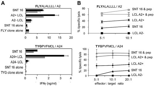 Figure 3. Recognition and killing of SNT 16 by LMP2-specific CD8+ T-cell clones through HLA A2 and A24. (A) CD8+ clones specific for endogenously processed LMP2-derived peptides FLYALALLLL and TYGPVFMCL were cocultured for 18 hours with 105 target cells (gray and black bars indicate 5000 and 10 000 CD8+effectors per well, respectively). HLA-matched and -mismatched LCLs were positive and negative controls, respectively. Other controls included SNT 16 and CD8+ effectors cultured alone to assess spontaneous IFN-γ release. Error bars indicate 1 SD from the mean. Results are representative of those seen in 3 separate experiments. Supernatant IFN-γ was quantitated by ELISA. Relative to the maximal values seen using the same target cells preloaded with 5μM cognate peptide, recognition of the unmanipulated cells were as follows: FLY (SNT 16 = 14%, LCL = 26%), TYG (SNT 16 = 5%, LCL = 15%). (B) Lysis of SNT 16 and LCL targets by the LMP2-specific FLY and TYG CD8+ clones shown in panel A. Five-hour 51Chromium-release assays were conducted with SNT 16, HLA class I–matched and –mismatched LCL targets. Spontaneous release of 51Cr was < 30% of maximum release. Results are expressed as the percentage of specific chromium release from the target cells at the indicated effector-to-target ratios. Gray lines indicate results after preincubation for 1 hour with 5μM cognate peptide. Results are representative of those seen in 3 different experiments. Error bars indicate 1 SD from the mean.