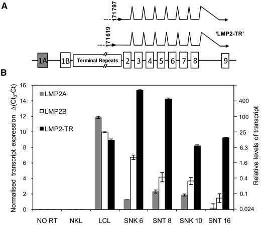 Figure 6. Identification of 5′ ends by RACE and quantitation of novel LMP2-TR transcripts in NK- and T-cell tumor lines. (A) The schematic represents the exon structure of the LMP2 gene spanning the EBV TR. Numbers indicate the exact 5′ ends of 4 of 7 cDNAs identified by RACE (EBV genome coordinates: NC007605). Three other 5′ cDNA ends identified in SNK 6 (coordinates 19, 80, and 83) correspond to the intervening intron and beginning of exon 2; having not reached the TR region. (B) Quantitative RT-PCR results: Ct0 represents the assay threshold of detection. LMP2 transcript Ct values are normalized to cellular GAPDH Ct values. The left y-axis represents Δ(Ct0-Ct), while the right-hand y-axis shows the equivalent fold difference in transcript levels.