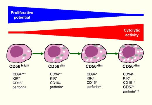 Model of human CD56dim NK-cell differentiation. Different experimental evidence supports the notion that peripheral blood CD56bright give rise to CD56dim NK cells. These 2 subsets differ in proliferative potential, cytolytic activity, and capability of secreting IFN-γ or TNF-α upon cytokine stimulation. With respect to cytokine secretion, however, recent studies revealed that CD56dim are capable of rapid secretion upon cell triggering via activating receptors (Fauriat et al12 and A. De Maria et al, personal communication). Two independent articles showed that CD56dim cells can be further fractionated into different cell subsets on the basis of their surface markers and function. As depicted in this schematic figure, the progression of CD56dim toward putative terminally differentiated NK cells is accompanied by the progressive loss of their proliferative capacity and the acquisition of more efficient cytolytic activity. Different maturational stages can be identified on the basis of the progressive down-regulation of CD94 and the expression of (1or more) KIRs and of CD16. CD57 expression is acquired at later stages and marks terminally differentiated cells with high cytolytic activity but very low proliferative potential.
