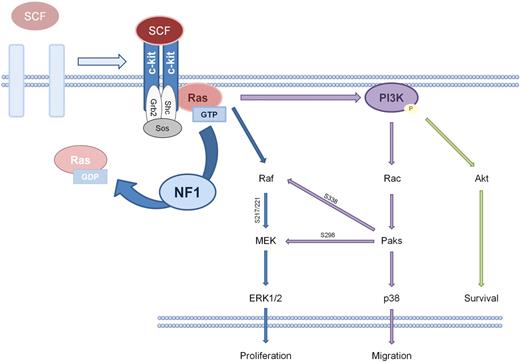 Figure 3. Schematic of SCF:c-kit signaling in the mast cell. On SCF binding at the c-kit receptor tyrosine kinase (RTK), c-kit dimerizes and autophosphorylates. This phosphorylation promotes the conversion of Ras–guanine diphosphate (GDP) to Ras-GTP, which activates PI3K, MAPK, and Rho GTPase signaling pathways. NF1 potentiates the hydrolysis of Ras-GTP to Ras-GDP, the inactive form of Ras.