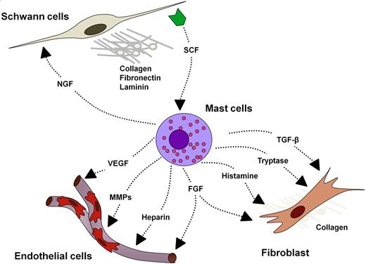 Figure 4. Potential cellular interactions in the plexiform neurofibroma microenvironment. NGF indicates nerve growth factor; and MMP, matrix metalloproteinase.