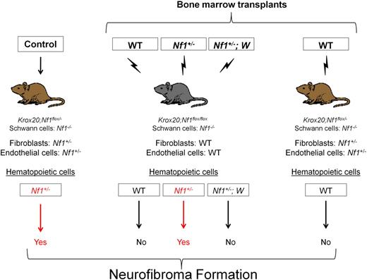 Figure 5. Transplantation schematic.
