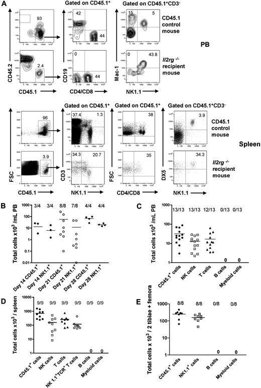 Figure 2. BM NKPs reconstitute NK and T cells in vivo. Sublethally irradiated 10- to 12-week-old Il2rg−/− CD45.2 recipient mice were transplanted with 1300 BM Lin−CD122+NK1.1−DX5− NKPs sorted from 9- to 12-week-old CD45.1 WT mice. Donor-derived lineage reconstitution was evaluated in the PB, spleen, and BM at 14, 21, and 28 days after transplantation by FACS. (A) Representative FACS plots of donor-derived CD45.1+ NK, T, B, and myeloid cell reconstitution in the PB and in the spleen from representative mice at 21 days after transplantation. (Top panels) Nontransplanted CD45.1 control mouse. (Bottom panels) Il2rg−/− transplanted recipient mouse. The specific gates are indicated in the text above the plot and by the arrow. The numbers show the proportion of cells within the gate, of total (CD45.1 plus CD45.2) cells and represent mean values from 9 to 13 mice from 2 independent experiments. (B) Donor-derived total reconstitution (CD45.1+) and donor-derived NK cells (CD45.1+CD3−NK1.1+DX5+) at 14, 21, and 28 days after transplantation in the PB. Data represent mean (SD) of total cells per 1 mL of PB; 4 to 8 mice were analyzed per group in 1 or 2 experiments. (C) Donor-derived total reconstitution (CD45.1+), donor-derived NK cells (CD45.1+CD3−NK1.1+DX5+), donor-derived T cells (CD45.1+CD4+/CD8+NK1.1−), donor-derived B cells (CD45.1+CD19+), and donor-derived myeloid cells (CD45.1+NK1.1−Mac-1+) at 21 days after transplantation in the PB. Data represent mean (SD) values of total cells per 1 mL of PB; 13 mice were analyzed per group in 2 independent experiments. (D) Donor-derived total (CD45.1+), NK (CD45.1+CD3−NK1.1+DX5+), T (CD45.1+CD4+/CD8+NK1.1−), and NK1.1+TCR+ T cells (CD45.1+CD3+NK1.1+) at 21 days after transplantation in the spleen. Data represent mean (SD) values of total cells per spleen; 9 mice were analyzed per group in 2 independent experiments. (E) Donor-derived total (CD45.1+), B cell (CD45.1+CD19+), myeloid cell (CD45.1+NK1.1−Mac-1+), and NK1.1+ cell (CD45.1+NK1.1+Mac-1−) reconstitution at 21 days after transplantation in the BM. Data represent mean (SD) values of total cells per 2 tibiae and 2 femora; 8 mice were analyzed per group. Representative FACS profiles are shown in supplemental Figure 4.