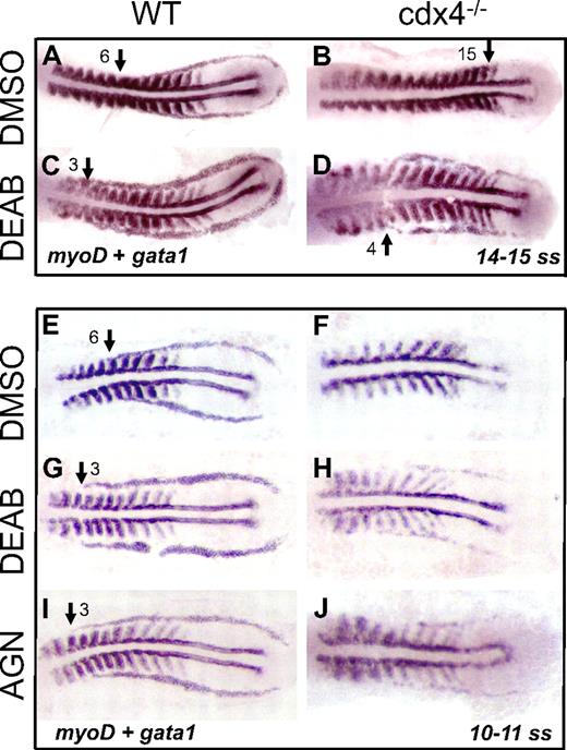 Figure 4. Increased gata1 expression in wild-type and cdx4−/− embryos by blocking RA with the use of DEAB or AGN193109. Each panel shows representative embryos from one experiment. Comparable results were obtained in at least 3 replicate experiments. (A-D) Whole-mount in situ hybridization for gata1 and myoD expression in flat-mounted embryos 14 to 15 ss treated with DMSO control or DEAB (10−5M) to block RA biosynthesis. Embryos were treated with DEAB from 60% epiboly until 14 to 15 ss. (E-J) Whole-mount in situ hybridization for gata1 and myoD expression in flat-mounted embryos at 10 to 11 ss treated with DMSO control, DEAB (10−5M), or AGN193109 (2 × 10−5M), a pan-RAR antagonist. Embryos were treated from 60% epiboly until 10 ss, then fixed.