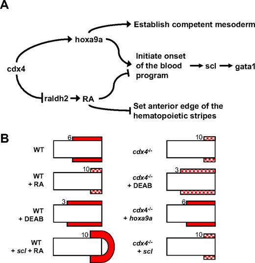 Figure 7. Proposed model for the regulation of blood development by cdx4 as mediated by RA and hoxa9a. (A). cdx4 directly modulates expression of numerous hox genes, including hoxa9a. cdx4 also inhibits expression of raldh2, thereby determining the extent of the RA gradient in the developing posterior mesoderm. As a result, cdx4 regulates 3 aspects of primitive blood development that are mediated by RA and/or hoxa9a: (1) specification of competent mesoderm, mediated by hoxa9a; (2) regulating the onset of the blood program, mediated by both hoxa9a and RA; and (3) setting the anterior edge of the hematopoietic stripe in the posterior mesoderm, mediated by RA. It is probable that other hox genes regulated by cdx4 have similar function, although here we report results with hoxa9a only. (B). Schematic representation of gata1+ cells in the posterior mesoderm of flat-mounted zebrafish embryos at the 10 ss. Red boxes indicate expression of gata1 in the lateral plate mesoderm flanking the paraxial mesoderm of each embryo. Solid filled boxes represent strong expression, and checked boxes represent relatively sparse expression. Numbers indicate the somite pair adjacent to the most anterior gata1+ cells. scl overexpression rescues gata1+ cells after exogenous RA treatment but not in cdx4 mutants. This can be explained by taking into account the notion that posterior hox genes may act as “competence factors” for blood cell differentiation. In cdx4 mutants, the posterior hox gene expression domains are decreased and shifted posteriorly so that even in the presence of exogenous scl, the mesoderm is unable to activate the blood program. In RA-treated embryos, the cdx-hox pathway is intact, and the posterior mesoderm remains competent to respond to scl and form blood, albeit with the anterior margin of the gata1+ cells still shifted posteriorly. Likewise, hoxa9a overexpression rescues blood development in cdx4−/− embryos, but not RA-treated embryos. Normally expressed throughout the posterior mesoderm, hoxa9a expression in cdx4−/− embryos is isolated in the very tip of the tailbud.16 Overexpression of hoxa9a in cdx4−/− embryos adequately corrects the competency of the posterior mesoderm so that gata1+ cells are expanded and appear very similar to wild-type embryos. In contrast, expression of hoxa9a is not decreased after RA treatment. Therefore the cdx4-hox pathway remains relatively intact in RA-treated embryos, so increased hoxa9a expression would not be expected to have a significant effect on erythropoiesis.