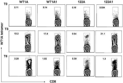 Figure 5. Tetramers. CD3+ T cells from the same culture described in Figure 3 were stained with WT1-A/HLA-A0201 tetramer with mAbs to CD8 and other T-cell markers. Percentage of tetramer-positive CD8+ T cells (number shown in upper left corner of each histogram) were gated on CD3+ events after passing through the small lymphocyte gate. Cells from prevaccine, postvaccine 3, and postvaccine 6 are shown as T0, T3, and T6, respectively. The data are representative staining from triplicate cultures. After vaccination, a robust increase in percentage of WT1-specific CD8+ T cells was noted in cultures with WT1-A, WT1-A1, and 122A1 peptides (top axis). Peptide 122A stimulation induced a weak but significant response.