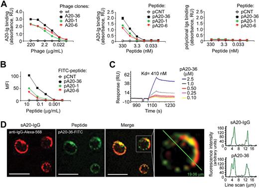Figure 1. In vitro–specific targeting of A20-Ig peptide ligands. (A) ELISA binding analysis of selected phages clones (left) or phage derived N-biotinylated synthetic peptides (middle) to purified A20-Ig. Peptide binding to polyclonal mouse immunoglobulins is also shown (right). Absorbance was calculated as the difference between OD405nm and OD620nm. Mean absorbance values ± SEMs of 4 independent experiments are shown; RU indicates relative units. The wild-type f88-4 phage, or a scrambled peptide (pCNT) was used as a control for the binding analysis of the selected phage clones or peptides, respectively. (B) Binding of FITC-conjugated peptides to A20 target cells by flow cytometry. Values are the mean fluorescent intensities (MFIs), representative of 2 independent experiments (n = 4). (C) Surface plasmon resonance analysis of the binding of the pA20-36 to A20-Ig. (D) Colocalization of FITC-conjugated pA20-36 peptide with the surface A20-Ig, as shown by confocal microscopy. Scale bar = 10 μm. In the diagram, the intensity profile for the pA20-36 and A20-Ig channel along a line scan through a representative cell is shown. Pictures were captured with a Leica TCS SP2 confocal microscope with a HCX PL APO 63.0×/1.40 oil UV objective (NA1.40) in glycerol and acquired with Leica Confocal Software Version 2.61. Image manipulation was performed with Adobe Photoshop CS.
