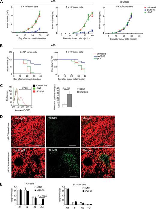 Figure 4. Figure 4. pA20-36 inhibits tumor growth in vivo. (A) Daily administration of pA20-36 results in inhibition of tumor growth in mice engrafted with A20 B lymphoma. Tumor volumes were measured in 6- to 8-week-old female BALB/c mice (n = 5 per group) that had been subcutaneously injected with tumor cells (5 × 106, left; 5 × 105, middle) and treated with daily intravenous administration of pA20-36 or scrambled pCNT (20 mg ≃ kg−1 ≃ d−1 in phosphate-buffered saline), or left untreated, beginning the day after tumor cell injection. As control, tumor volumes were also measured in 6- to 8-week-old C57BL/KaLwRij mice (n = 5 per group) that have been subcutaneously injected with 5T33MM tumor cells (5 × 106, right). One representative of 2 independent experiments with similar results is shown. Values are the mean volumes ± SEMs per group of animals (n = 5/group). Statistical analysis was performed by 2-way analysis of variance. In case of large tumor cell load (5 × 106), P < .001 for pA20-36 group versus untreated; P < .001 for pA20-36 group versus pCNT group. In the case of small tumor cell load (5 × 105), P < .001 for pA20-36 group versus untreated; P < .001 for pA20-36 group versus pCNT group. (B) The pA20-36 treatment enhances survival of mice engrafted with A20 B lymphoma. Kaplan-Meier survival curves of A20 B lymphoma–engrafted mice on peptide treatments. BALB/c mice (n = 5 per group) were subcutaneously inoculated with tumor cells and treated as described in panel A and killed when the tumor volume reached a size of 500 mm3, according to the ethical guidelines. Statistical analysis was performed by log-rank Mantel-Cox test; statistically significant difference was observed between pA20-36–treated and pCNT-treated groups (P < .001 for mice grafted with 5 × 105 tumor cells, or P < .003 for mice engrafted with 5 × 106 tumor cells). One representative of 2 independent experiments with similar results is shown. (C) Flow cytometry of apoptotic cells derived from pA20-treated and pCNT-treated mice. Apoptosis was evaluated at day 24 of peptide treatment by cell staining with annexin V–FITC and propidium iodide (PI). Apoptosis was measured as annexin V–positive/PI-negative cell population. Viable A20 cells from culture were used as control. A representative experiment of 4 independent experiments is shown. Quantitative analysis of annexin V–positive tumor cells from pA20-36– and pCNT-treated mice is also shown. Values are the mean ± SD (n = 4/group); statistical analysis was performed according to the Student t test. (D) Cell apoptosis in tumor masses of A20 B lymphoma. Tissue sections of A20 tumor masses were labeled by terminal deoxyuridine nick-end labeling (TUNEL) and anti-IgG to identify apoptotic DNA and B cells, respectively. Pictures were captured with a Leica TCS SP2 confocal microscope with a HC PL FLUOTAR 20×/0.50 oil UV objective (NA 0.50) in glycerol and acquired with Leica Confocal Software Version 2.61. Image manipulation was performed with Adobe Photoshop CS. Scale bar = 80 μm. (E) Cell-cycle profiles of A20 and 5T33MM tumor cells after peptide challenge in vivo. To track tumor cell in vivo, A20 (left) or 5T33MM (right) cells were stained with CFSE and injected intraperitoneally in BALB/c mice. After 3 days, mice were injected intraperitoneally with pCNT or pA20-36 peptide (100 μg/100 μL phosphate-buffered saline). Six hours later mice were killed, and single-cell suspensions were prepared from draining lymph nodes. Cell-cycle profile was analyzed by flow cytometry on CFSE-gated tumor population; data are the mean ± SD (n = 4/group); statistical analysis was performed according to the Student t test.