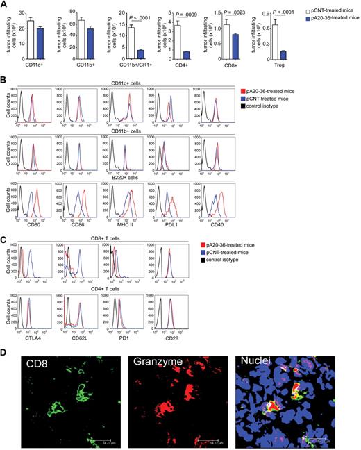 Figure 6. Tumor-infiltrating immune cells in pA20-36– or pCNT-treated A20 B lymphoma–engrafted mice. (A) The pA20-36 treatment affects the number of tumor-infiltrating CD4+, CD8+ T, and Treg cells. Cell suspensions were prepared from tumor tissues at day 14 after subcutaneously tumor injection and analyzed by flow cytometry on staining with specific antibodies. Values are the mean ± SD (n = 4/group); statistical analysis was performed by Student t test. (B) Tumor B220+ cells show an increased expression of the activation markers on pA20-36 treatment. Expression of activation markers in CD11c+ (top), CD11b+ (middle), and B220+ (bottom) antigen-presenting cells derived from tumor masses of pA20-36– or pCNT-treated A20 B lymphoma–engrafted mice as assessed by flow cytometry. Histograms are representative of sample from 5 mice with similar staining profiles. (C) Tumor-infiltrating CD8+ T cells from pA20-36–treated mice show an activated phenotype. Expression of activation markers in CD4+ (top) and CD8+ (bottom) T cells from tumor masses of pA20-36– or pCNT-treated A20 B lymphoma–engrafted mice as assessed by flow cytometry. Histograms are representative of sample from 5 mice with similar staining profiles. (D) Granzyme-positive CD8+ T cells infiltrating tumor masses of pA20-36– or pCNT-treated A20 B lymphoma–engrafted mice. Sections of fresh tumor tissues were incubated with antibody to CD8, anti–granzyme B, and with TOPO-3. Pictures were captured with a Leica TCS SP2 confocal microscope with a HCX PL APO 63.0×/1.40 oil UV objective (NA 1.40) in glycerol and acquired with Leica Confocal Software Version 2.61. Image manipulation was performed with Adobe Photoshop CS. Scale bar = 14.2 μm. CTLA4 indicates cytotoxic T-lymphocyte–associated antigen 4.