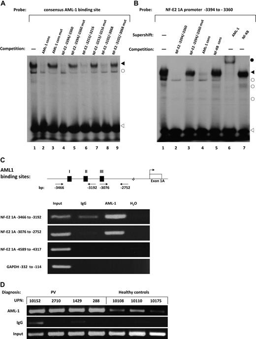 Figure 4. Protein/DNA interactions on the NF-E2 1A promoter. (A- B) EMSA of the putative AML1 binding sites in the NF-E2 promoter. Nuclear extracts from HEL cells were incubated with a 32P-labeled oligonucleotide containing either a consensus AML1 binding site (A) or an oligonucleotide spanning bp −3394 to −3360 of the NF-E2 1A promoter, which contains a predicted AML1 binding site (B). (A-B) In the indicated lanes, a 100× excess of the indicated, nonradioactive oligonucleotide was added. Numbers indicate the position of the oligonucleotides within the NF-E2 promoter; “cons” indicates the consensus sequence; “mut” indicates oligonucleotides containing 3-bp mutations in the AML1 binding sites (see Figure 3). Alternatively, an antibody to AML1 (B, lane 6) or a control antibody (B, lane 7) was added. A filled arrowhead indicates the specific AML1/DNA complex. The open circle shows nonspecific binding to the DNA probe, and the open arrowhead denotes unbound oligonucleotide. A filled circle shows the supershifted AML1-antibody complex. (C-D) ChIP analysis of AML1 binding sites on the NF-E2 1A promoter. (C) HEL cell lysates were chromatin immunoprecipitated (ChIPed) either with an antibody to AML1 or with an unrelated IgG control, as indicated. ChIPed DNA was amplified by PCR by the use of either primers covering the AML1 binding sites in the NF-E2-1A promoter or control primers from a distal region in the NF-E2 1A promoter or from the GAPDH promoter, as indicated. In lane 1, a 1:50 dilution of the input DNA was used; lane 4 shows control PCRs without DNA. (D) Lysates from purified peripheral blood granulocytes of 4 PV patients and 3 healthy controls were used for ChIP with an antibody to AML1 (top) or with an unrelated IgG control (middle). The ChIPed DNA was amplified by the use of primers spanning the AML1 binding sites between bp −3466 and −3192 in the NF-E2 1A promoter. In the bottom panel, a 1:50 dilution of the input DNA was used.