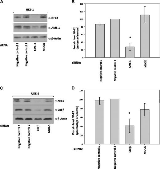 Figure 7. Suppression of NF-E2 expression by siRNA-mediated inhibition of AML1 and CBF-β expression. UKE-1 cells were nucleofected with the indicated siRNAs or mock treated (MOCK). Seventy-two to 96 hours after nucleofection, protein extracts were prepared and analyzed by Western blotting for (A) NF-E2, AML1, and β-actin expression or (C) NF-E2, CBF-β, and β-actin expression. (B and D) Quantification and statistical analysis of NF-E2 protein expression in at least 3 independent experiments, representative examples of which are shown in panels A and C, respectively. NF-E2 expression in negative control 2 treated cells was set at 100%. *P < .05 by t test.