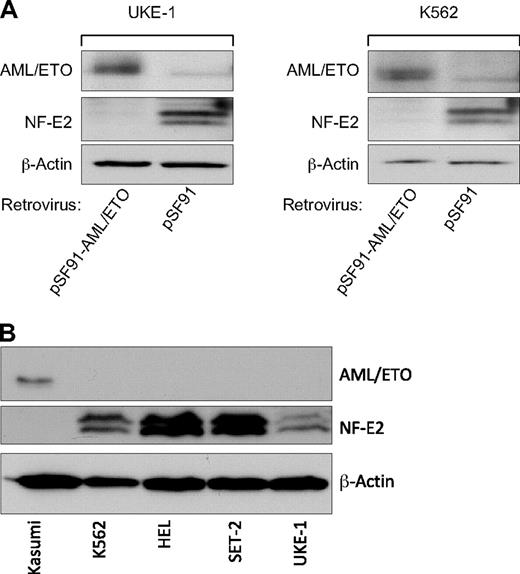 Figure 8. Effect of AML/ETO expression on NF-E2 protein levels. (A) Suppression of NF-E2 expression by the leukemic fusion protein AML/ETO. UKE-1 and K562 cells were retrovirally transduced either with the empty vector (pSF91) or with a vector expressing the AML/ETO fusion protein (pSF91-AML/ETO). At 72 hours after transduction, cells were sorted for green fluorescent protein expression, to yield a population of 100% transduced cells. Three days after the sort, protein extracts were prepared and analyzed by Western blotting for AML/ETO, NF-E2, and β-actin expression. A representative experiment is shown. (B) AML/ETO and NF-E2 expression in various hematopoietic cell lines. Total cell extracts from the indicated cell lines were subjected to Western blotting and interrogated with antibodies directed against AML/ETO, NF-E2, and beta-actin as indicated. A representative experiment is shown.