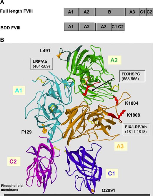 Figure 1. Structure of BDD-FVIII and locations of cysteine mutations. (A) The domain structure of full-length FVIII and BDD-FVIII. (B) The structure of BDD-FVIII as reported (Protein Data Bank ID, 3CDZ)21 and the individual domains (A1, A2, A3, C1, and C2) are color coded. Positions for selected cysteine mutations and site-directed PEGylation (F129, L491, K1804, K1808, and Q2091) are highlighted. Positions in FVIII that interact with FIX, FX, LRP, HSPG are indicated.