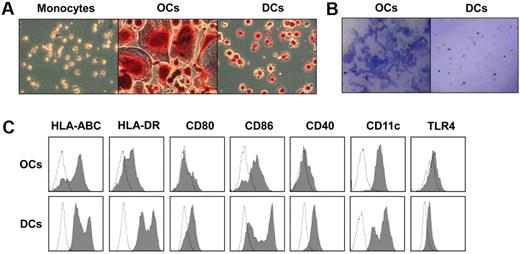 Figure 1. Characterization of OCs. Osteoclasts (OCs) were generated from monocytes with macrophage colony-stimulating factor (M-CSF) and receptor activator of nuclear factor κB ligand (RANKL) for 14 days. Dendritic cells (DCs) were derived from monocytes with the addition of granulocyte-macrophage colony-stimulating factor and IL-4 for 5 days. (A) Tartrate-resistant acid phosphatase (TRAP) staining to detect the TRAP activity in monocytes, OCs, and DCs. TRAP activity appears as purplish to dark red granules in the cytoplasm of the cells. (B) Bone resorption assay of OCs and DCs. OCs and DCs were generated from monocytes in 96-well plates with dentine discs in the wells. Dentine discs were stained with toluidine blue, and the blue area indicates the resorption of the dentine. (C) Phenotype of OCs and immature DCs. OCs and DCs were harvested and stained with antibodies and analyzed by flow cytometry. Shown are representative results of 3 independent experiments.