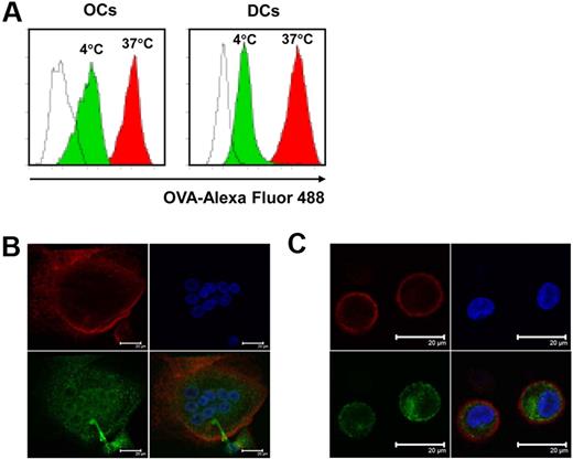 Figure 6. Uptake of soluble antigens by OCs. OCs and immature DCs were incubated with OVA–Alexa Fluor 488 at a concentration of 1 mg/mL at 37°C or 4°C for 30 minutes. After washing and fixation, cells were analyzed by flow cytometry and confocal microscope. (A) Flow cytometric analysis of the uptake of OVA–Alexa Fluor 488 by OCs and DCs. Unfilled curves show cells incubated without OVA–Alexa Fluor 488, green curves show cells incubated with OVA–Alexa Fluor 488 at 4°C, and red curves show cells incubated with OVA–Alexa Fluor 488 at 37°C. Images of (B) OCs or (C) DCs by confocal microscopy. Red shows staining with anti-CD11c antibody, green shows staining with OVA–Alexa Fluor 488, and blue shows nuclei stained with DAPI. Scale bar represents 20 μm. Representative results from 1 of 3 experiments performed are shown.